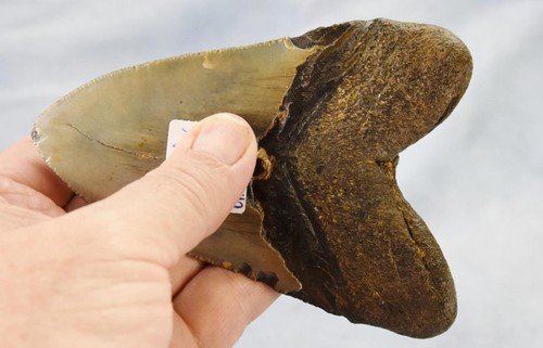Megalodon Shark Teeth XLG Real FOSSIL 5 - 24 million year old 130mm 5.1" 598dd - Picture 10 of 12