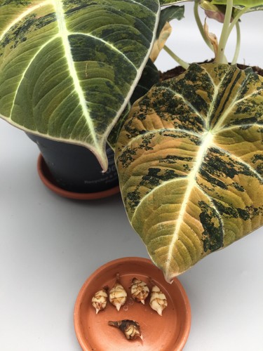 Alocasia Czarne aksamitne złoto Aurea Variegata Kłącze - Zdjęcie 2 z 2