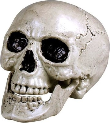 Gadget - Boland: Skull Maxilla With Movable Jaw H. Teschio Con Mandibola Apribil