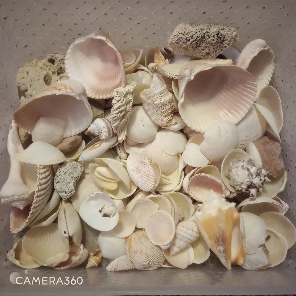 Lote de 5 libras de conchas marinas naturales surtidas - Suministro artesanal para decoración del hogar de playa boda Foto 2 de 3