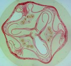 Foto 1 di 2