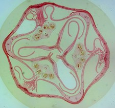 Antique microscope slide by Flatters & Garnett. T.S. Flower of Iris germanica.