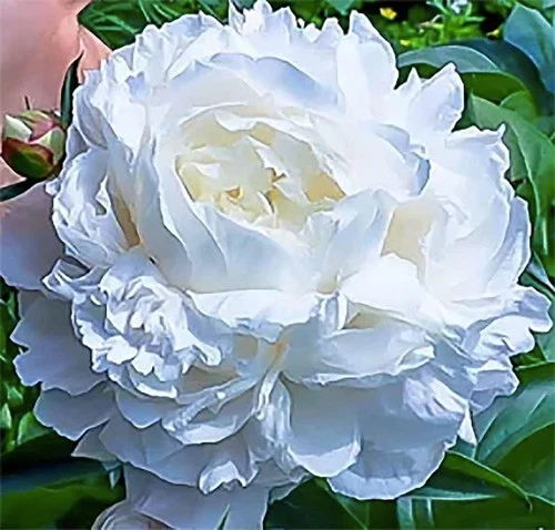 Duchess De Nemours Peony Bulbs - Thumbnail 2
