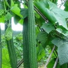 20pcs Ridged Sponge Gourd Seeds – Heirloom Angled Luffa Gourd Vegetable Seeds