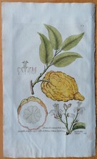 Lemon Citreum florentinum - Grande stampa botanica Knorr Thesaurus - 1789