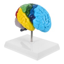 Anatomical Teaching Model Structures Human Brain Anatomy Study Tools 3d