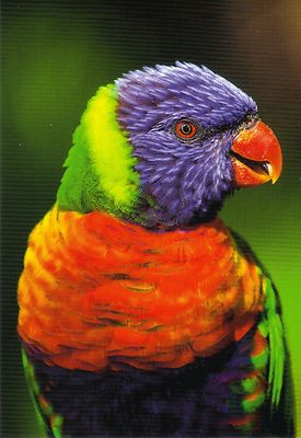 Ansichtskarte: sehr schöner kleiner Papagei: Allfarb - Lori - Rainbow Lorikeet