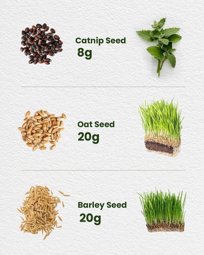 Organic Cat Grass & Catnip Seeds Kit – 3 Pack Oat & Barley Grass for Indoor Cats - Picture 2 of 11