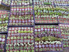 64 Assorted Succulent Plants - 2 inch pot !! Great for wedding party favors