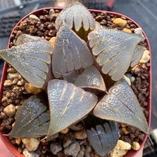 Planta Suculenta 5CM Haworthia Mirabilis var. Planta de jardín casera Badia Liliaceae