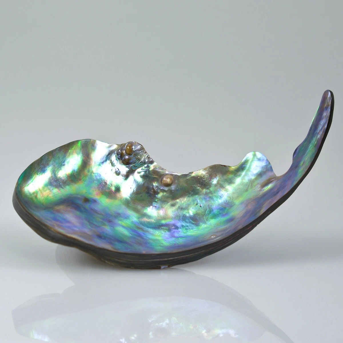 Paua pearl best sale prices