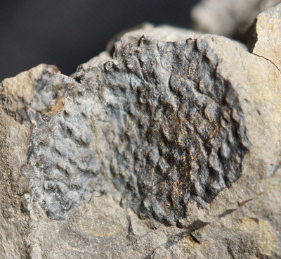 Rare Arthropleura fossil millipede armored segment & tail or head region ?