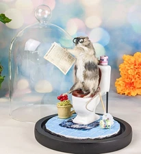 Toilet Mouse Glass Dome Display Taxidermy Oddities Curiosities collectible gift