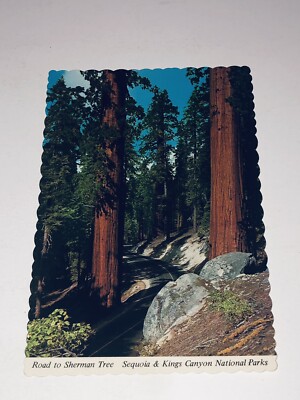 California Sequoia/Kings Canyon National Park Road ToSherman Tree Postcard H123