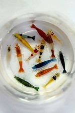 20 Adult Neocaridina Candy Skittle Live Shrimp Mixed Colors Freshwater USA