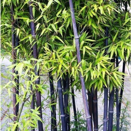 50+Black Bamboo seeds Bamboo Bonsai Garden Home Decoration Cold Resistance USA - 第 1/6 張圖片