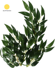 Silk Rucus Plant, Small