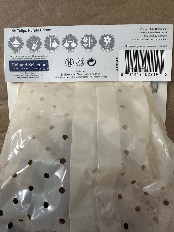 15 Bulbs Tulip Single Early 'Purple Prince' Elegant Flowers - Image 3 of 3