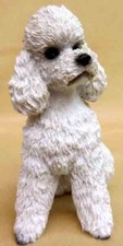 POODLE, WHITE,SPORT CUT, SITTING, CONVERSATION CONCEPTS, ITEM DF104A