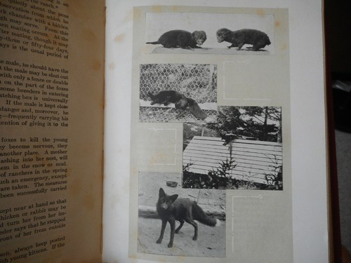 Fur Farming in Canada J. Walter Jones vintage illustrated first edition 1913 - Bild 7 von 7