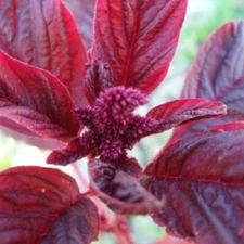 Amaranth RED GARNET Microgreens & Grains Edible upto 10' TALL Non-GMO 1000 Seeds