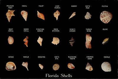 US-Postcard America Postkarte FLORIDA Shell Shells Muschel Amerika AK ungelaufen