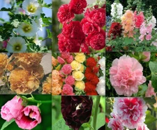 20 SEEDS for Mixed Colors HOLLYHOCK rare flower bed exotic grow plant USA Seller