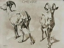 Mathurin MEHEUT: Die Ziege, Signierte Lithographie, 1911