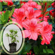 2 Azalea Rhododendron Fashion Red Kurume Hybrid Evergreen 2.5" Pot Live Plant