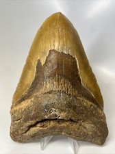 Megalodon Shark Tooth 6.03 inch - Huge - Orange Fossil - Authentic - Real 13891