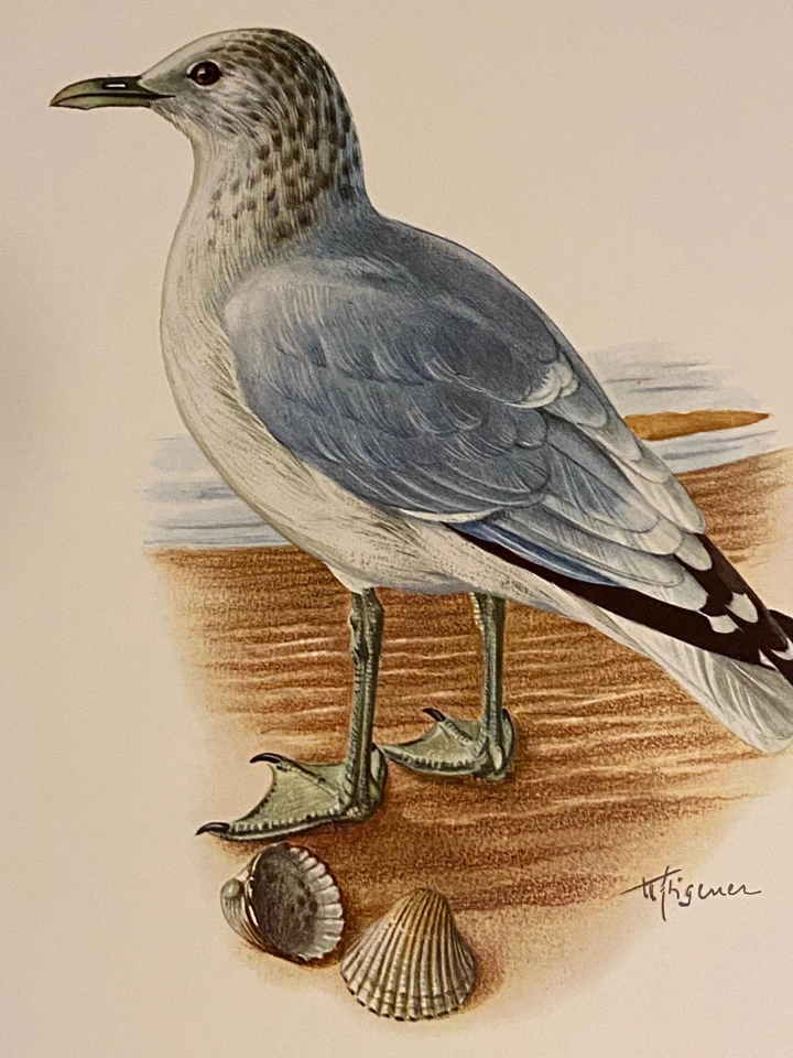 Planche ornithologique ancienne – Goéland cendré - Photo 1/3