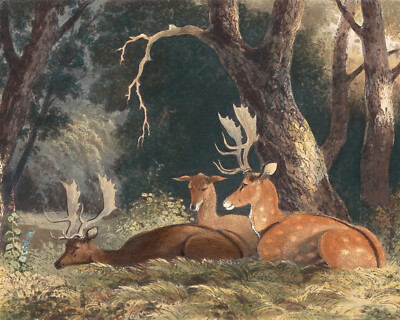 18th Century Fallow Deer Illustration Giclee Print on Fine Art Paper