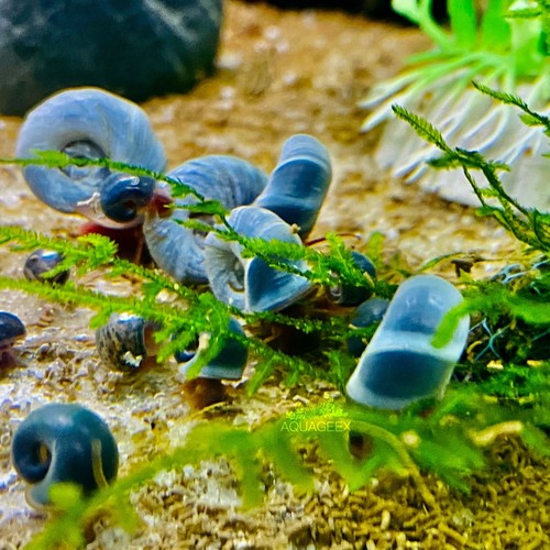 8 BLUEBERRY / BLUE RAMSHORN SNAILS LIVE FRESHWATER AQUATIC ALGAE EATER