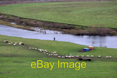 Foto 6x4 Schafe in einer Reihe aufeinander folgen wie Schafe unten an einer Mäand c2019