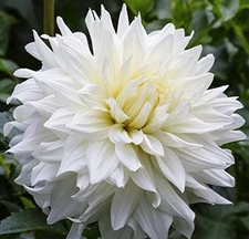 1 - WHITE FLEUREL Large DinnerPlate Dahlia Bulb Tuber Clump - U S Seller