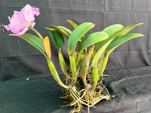 RON Cattleya Orchid SPECIAL DIVISION Rlc. Rosella's Seduction 'Ivy' (C712) - Picture 5 of 5