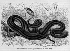 Vierstreifennatter Elaphe quatuorlineata Holzstich von 1892  Streifennatter