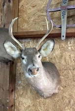 Whitetail Deer Taxidermy Shoulder Mount For Sale