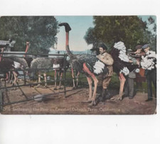 Vintage Cawston Ostrich Farm Postcard – South Pasadena, California  1910