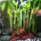 Video 1 of 1