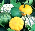 Scallop Blend Squash Seeds 10 SEEDS  NON-GMO  BUY 4 ITEMS GET FREE SHIPPING