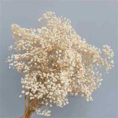 Flor Seca Decoración Botánica Conservada Gypsophila Paniculata Beige - Imagen 1 de 3