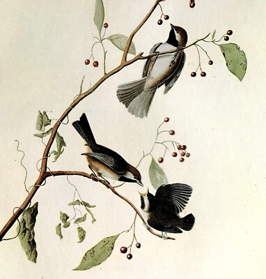 John James Audubon BOREAL CHICKADEE Bird Art Vintage 1966 Book Plate 27