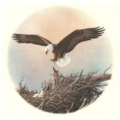Bald Eagle with Eaglet in the Nest Overglaze Ceramic Decals
