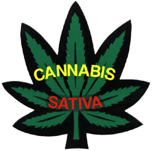 420 Marijuana Leaf 420 Friendly Automotive Decal//Bumper Sticker