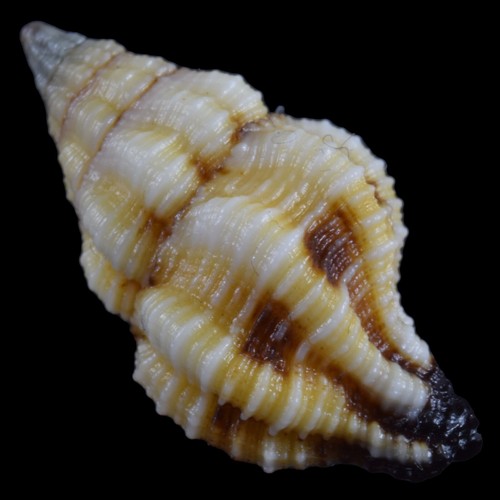 PERISTERNIA MELANORHYNCUS (Liloan, Philippinen) 17,4mm #47324 - Bild 1 von 4