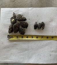 Barn Owl Pellets, 9 pellets 6 med/ 3 sm Dried Pellets, California