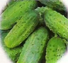 Cucumber Boston Pickling    250 seeds