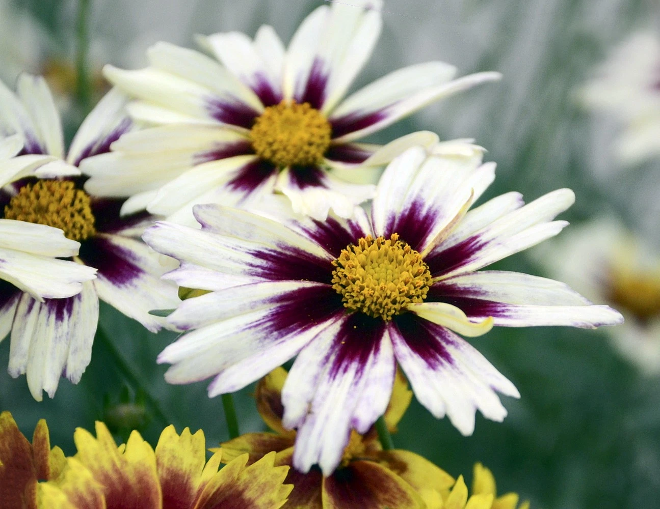 Hirt's Gardens LI'L Bang Starlight Coreopsis Tickseed Plant