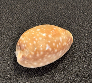 Pacific Deer Cowry Shell (Cyprea vitellus) from Australia